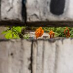 CachoeiraDoc prorroga inscrições até 17 de março