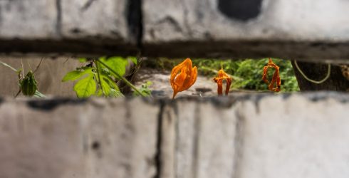 CachoeiraDoc prorroga inscrições até 17 de março